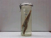 藏品(肥金梭魚)的圖片